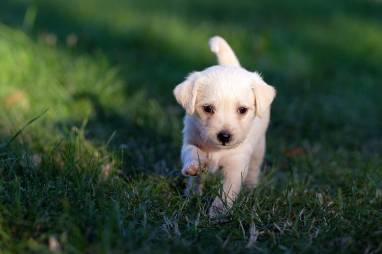 cucciolo cane