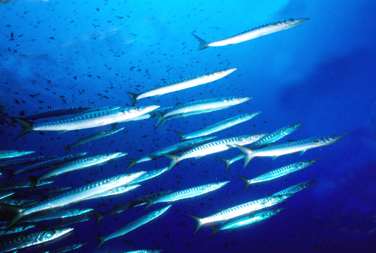 pesca