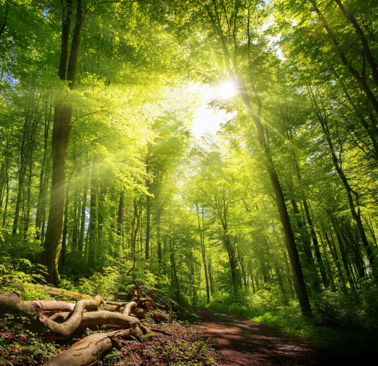 foresta