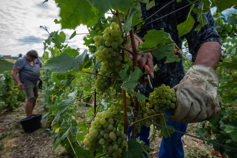 vendemmia