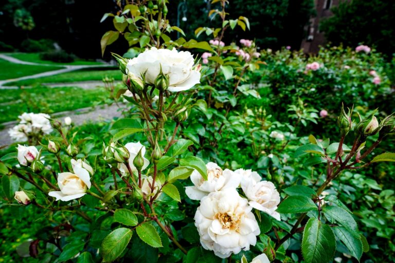 rose