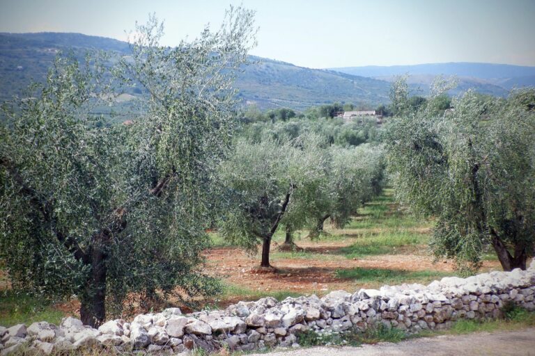 olio